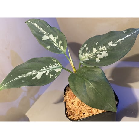 Aglaonema pictum A "しるば〜らいん" from Aceh sumatera [LA0217-04]