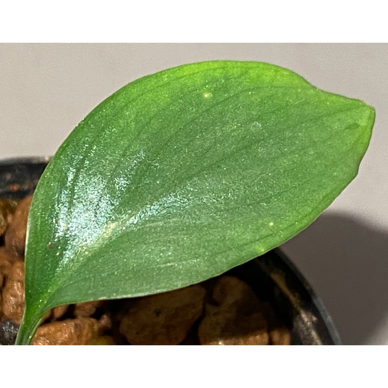 Homalomena sp. Aceh Silver from Aceh sumatera [