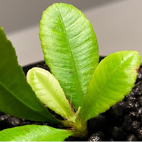 Sauvagesia sp. from Malay Peninsula