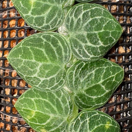 Rhaphidophora cryptantha