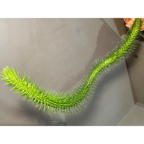 超希少❗️ボリューム大❗️フペルジア✨ 逆さ植えです。ボリュームあり！フペルジア『nummularifolia hyb