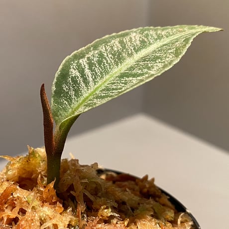 Labisia sp. " Silver Net" BNN from Sibolga timur [AZ1016-2]