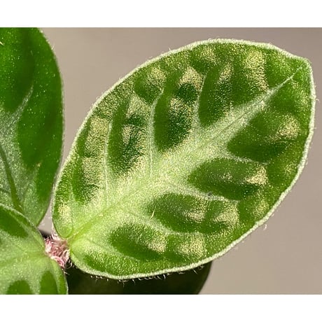 Gesneria sp. "Nanga pinoh" Kab. Melawi [TB]