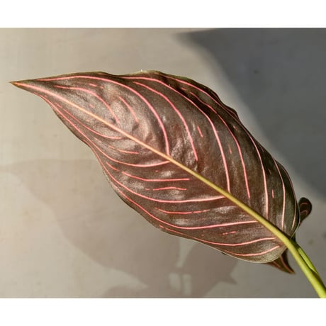 Aglaonema Red Army