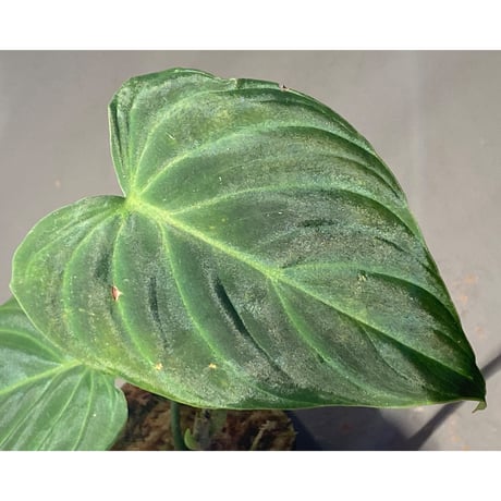 Philodendron triumphan