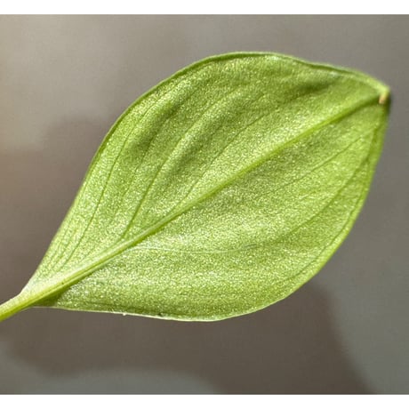 Homalomena sp. "Aceh selatan" Aceh Sumatra [TB]