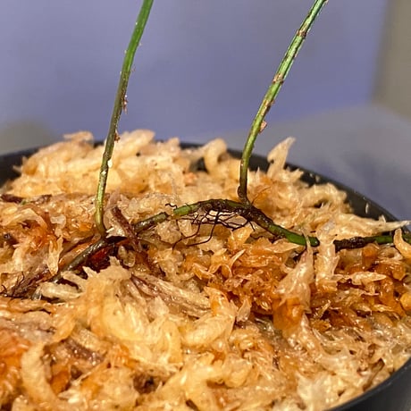 Elaphoglossum peltatum