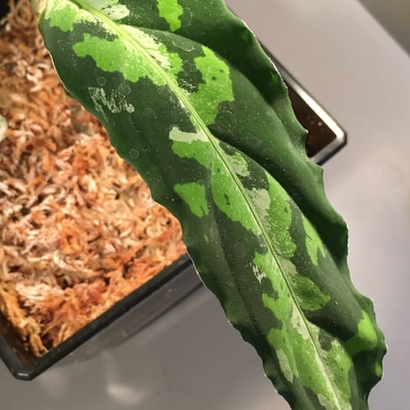 Aglaonema pictum from Sumatera Utara NO415 [KN]