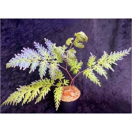 Selaginella willdenowii 伊藤蟻植物農園