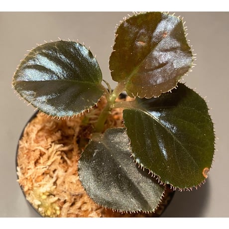 Ardisia sp. "Black Leaf" from Vietnam?