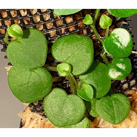 Peperomia sp. from Iquitos Peru [tanakay]