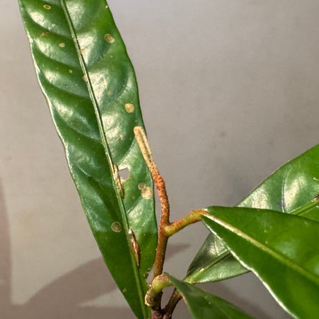 Unknown (Penanga bayan?)from Landak West Kalimantan