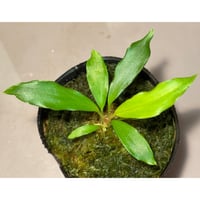 Homalomena cf. hasei from Aceh sumatera [LA1118-03]