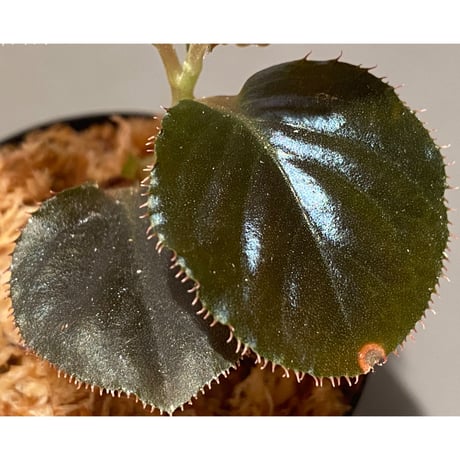 Ardisia sp. "Black Leaf" from Vietnam?