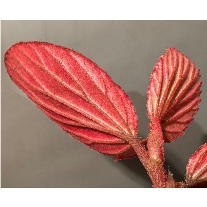 Begonia sp. from Kapuas hulu West Kalimantan |