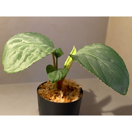 Homalomena sp. "Kayu Lapis" White Kal-barat [TB]
