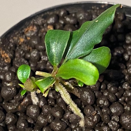 Bucephalandra sp. from "Pakak 3" [MF0417-5A]