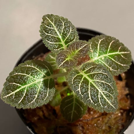 Pearcea hypocyrtiflora from South America