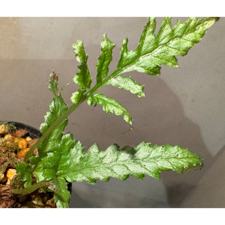 Bolbitis sp. from Siberut [LA 2012年]