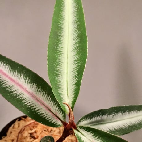 Labisia sp. from Hulu kapuas Kalimantan barat