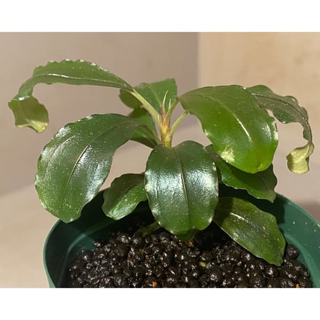 Bucephalandra sp. "Silver Night"