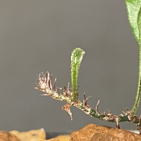 Microsorum scandens from North Island New Zealand