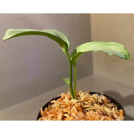 Homalomena sp. "Emerald Silver × ?" wf1 from Kepulauan Riau [KZT]