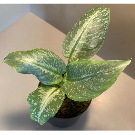 Schismatoglottis Rongisupata from West Kalimantan [KN]