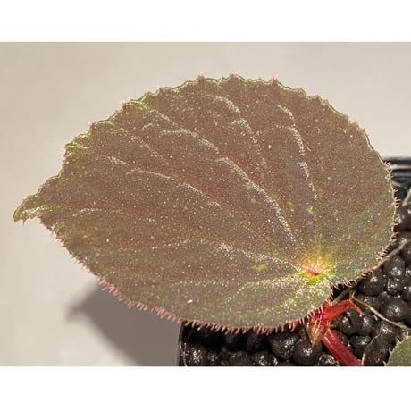 Begonia sp. from Pulau Halmahera [LA0314-02]