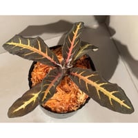 Aphelandra maculata from Madre de Dios [LA1017-02]
