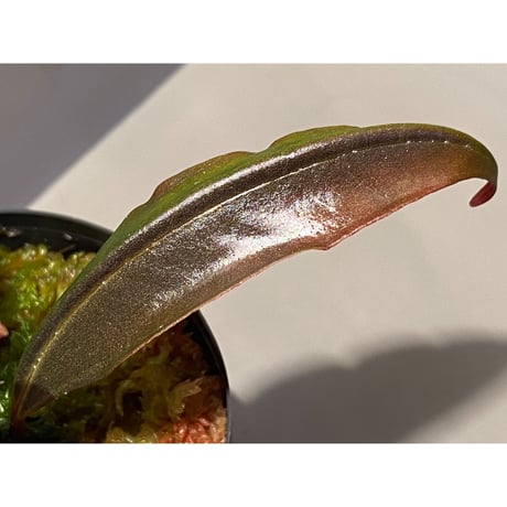 Medinilla sp. from Irian Jaya Papua