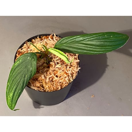 (大株) Homalomena sp. "蛟" from Sumatera Utara [LA0318-02]