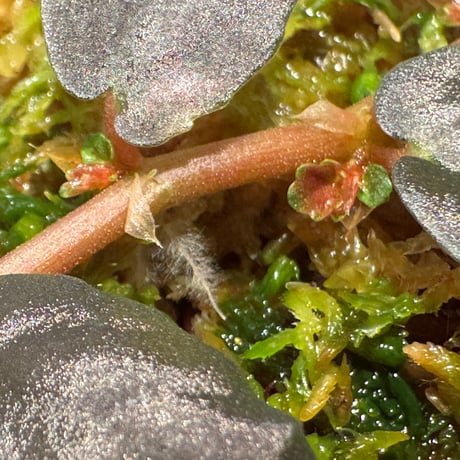 Pellionia sp. from Binh Dinh Vietnam