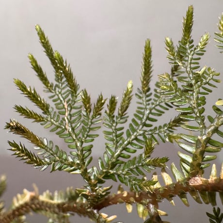 Selaginella sp. from Landak West Kalimantan