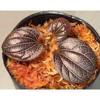 Piper ornatum from Kapuas