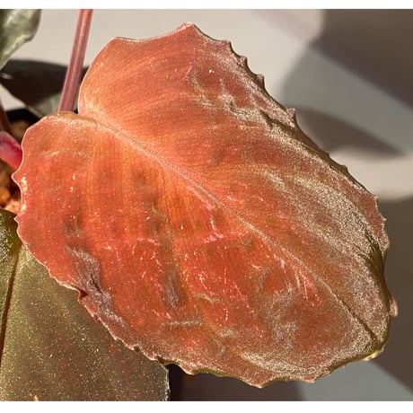 Homalomena sp. "Red leaf" from Kalbar [AZ0823-2]