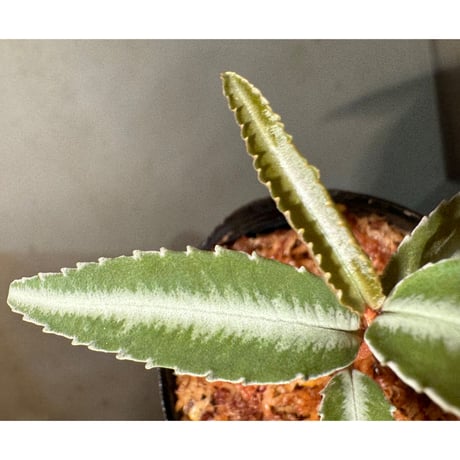 Labisia sp. from Kapuas hulu Kalimantan barat