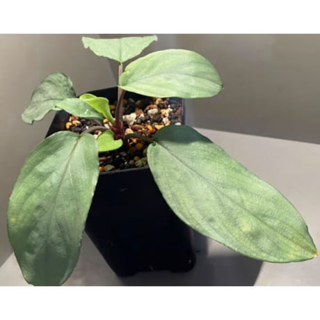 Homalomena sp. "Shirogane" SGP from Pulau Linga [HW1017-XX]　本タグ付き