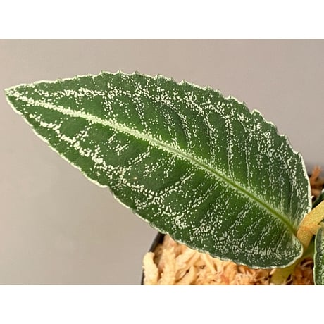 Labisia sp. " Silver Net" BNN from Sibolga timur [AZ1016-2]