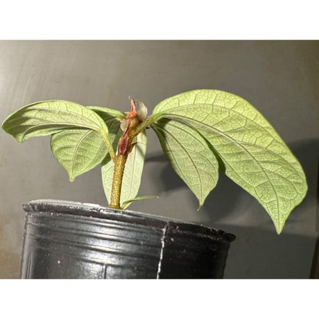 Elatostema sp. from Nopphitam [TK260915]