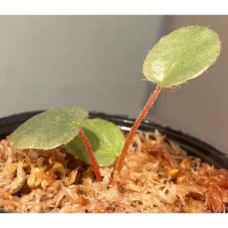 Begonia sp. f1 from Sumatera [NT ORCHID]
