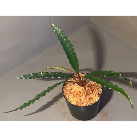 Schismatoglottis sp. "Dragon Tail" from Pangkalan Bun