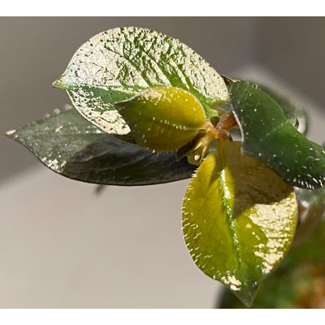 Argostemma hookeri from Malay Peninsula