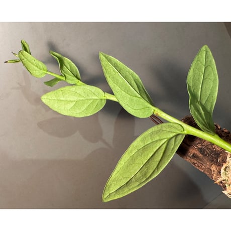 Macleania insignis