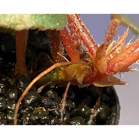 Begonia sp. f1 from Sumatera [NT ORCHID]
