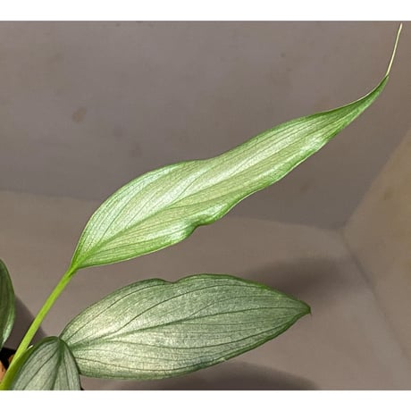 Homalomena sp. White leaf from "Pendang" Kal tengah [TB]