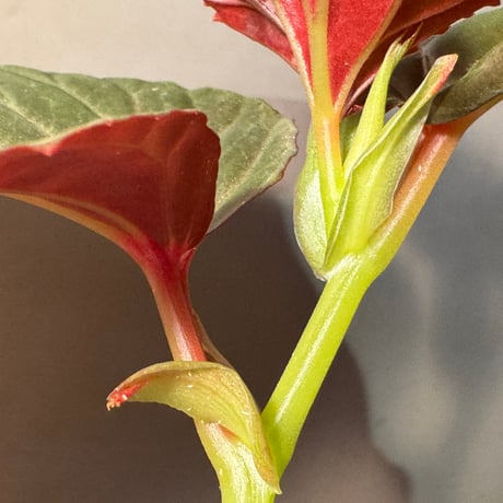 (大株) Begonia sp. from Kapuas hulu ②