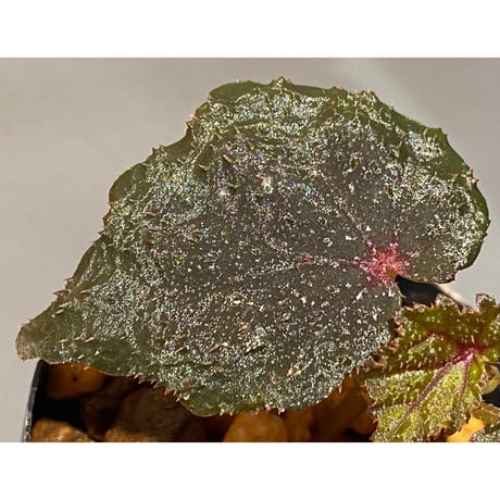 Begonia sp. from North Toraja [S0919-02] 伊藤蟻植物農園