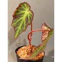 Begonia sp. from Sumatera Utara [HW0816-01]