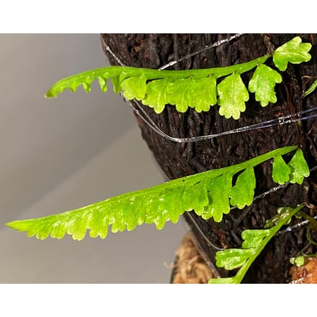 Teratophyllum aculeatum from Nanga pinoh [TB]